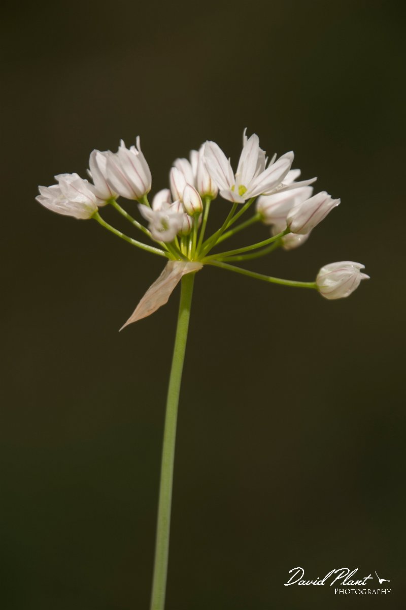 DPPhotography - Cyprus - Allium trifoliatum - A.jpg - Allium trifoliatum - Troodos Mountains