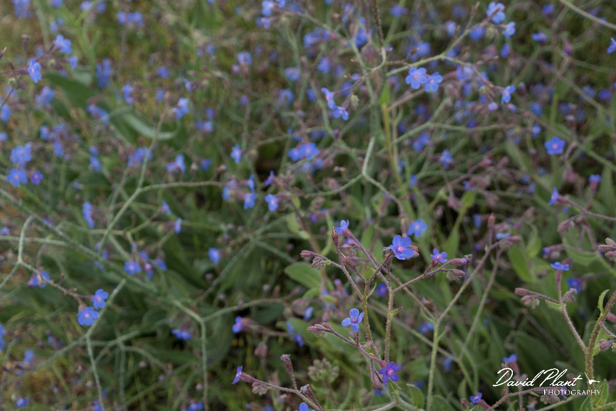 DPPhotography - Cyprus - Anchusa azurea - A.jpg - Anchusa azurea - Troodos Mountains