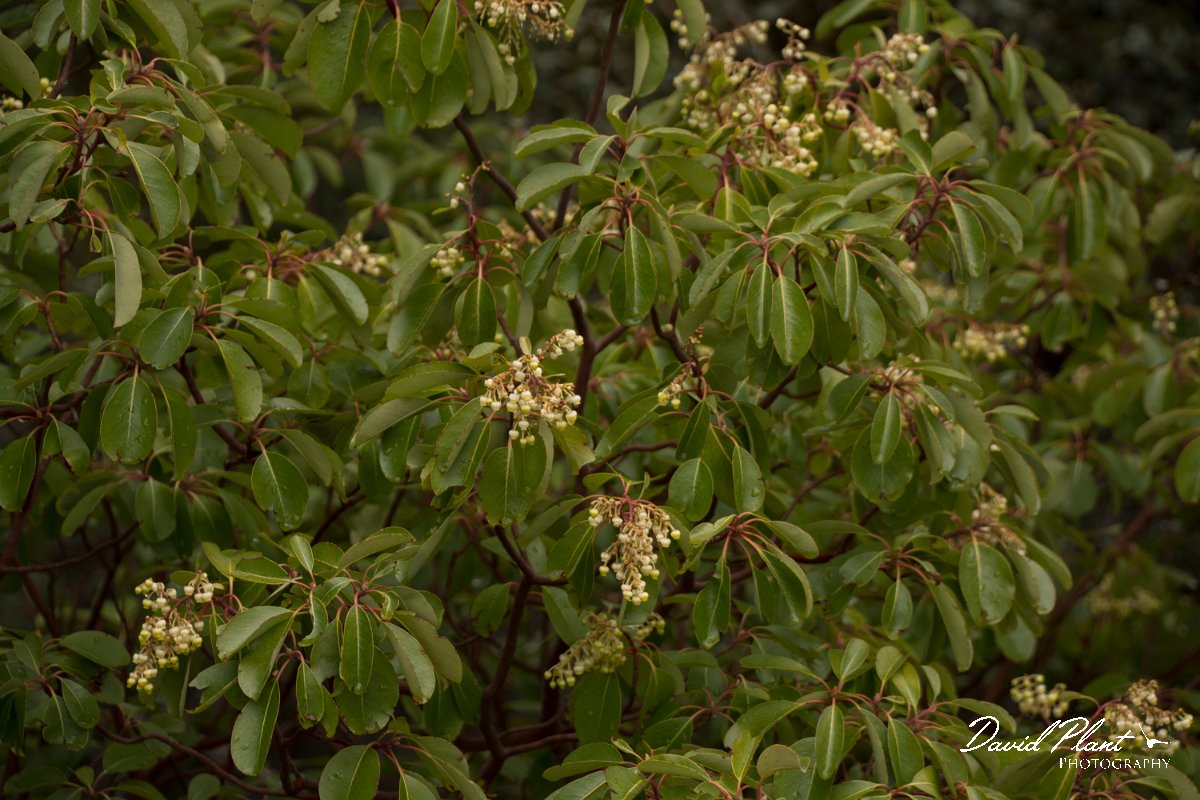 DPPhotography - Cyprus - Arbutus andrachne - A.jpg - Arbutus andrachne - Troodos Mountains