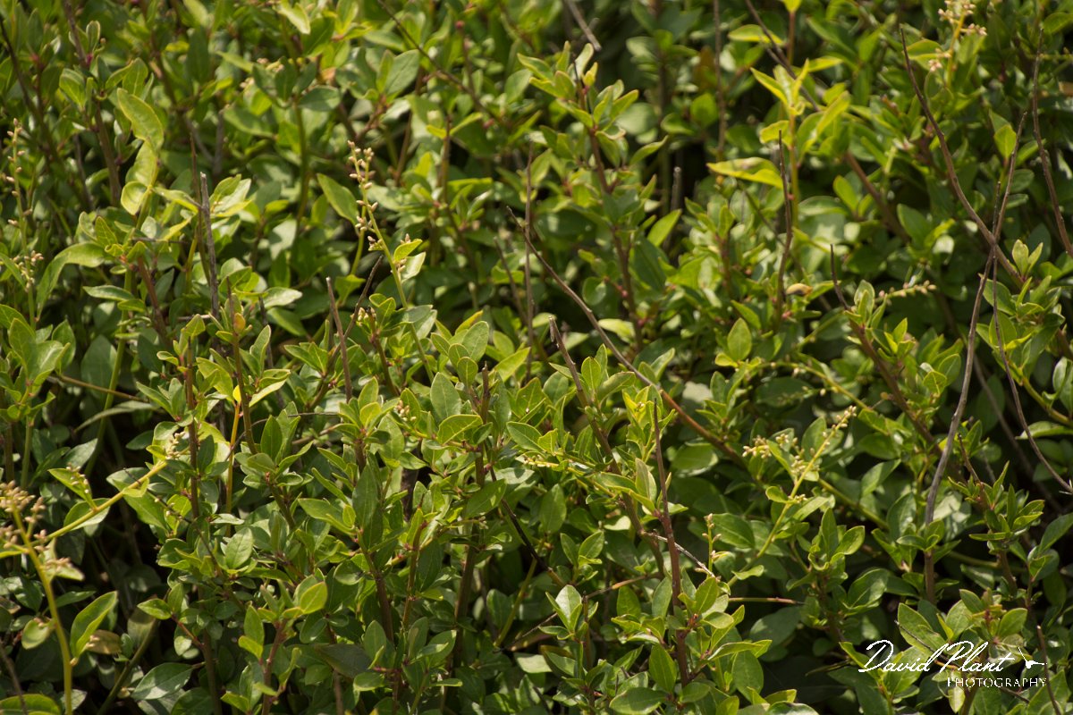 DPPhotography - Cyprus - Bosea cypria - B.jpg - Cyprus bosea, Bosea cypria - Cape Greco