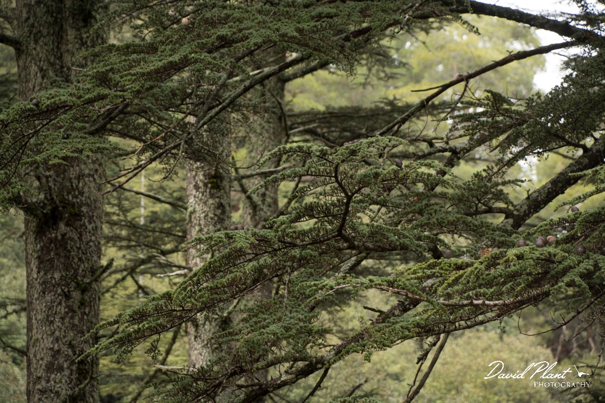 DPPhotography - Cyprus - Cedrus brevifolia - A.jpg - Cyprus cedar, Cedrus brevifolia - Cedar Valley
