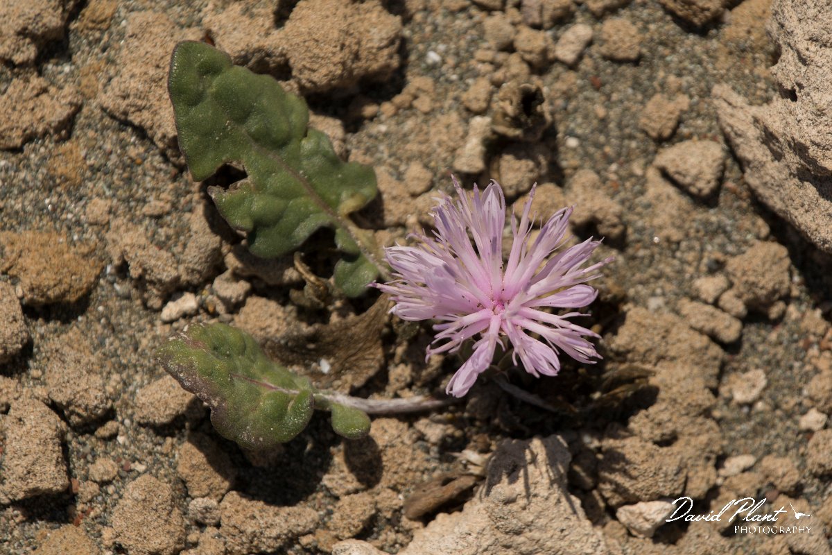 DPPhotography - Cyprus - Centaurea aegialophila - A.jpg - Centaurea aegialophila - Akrotiri peninsula