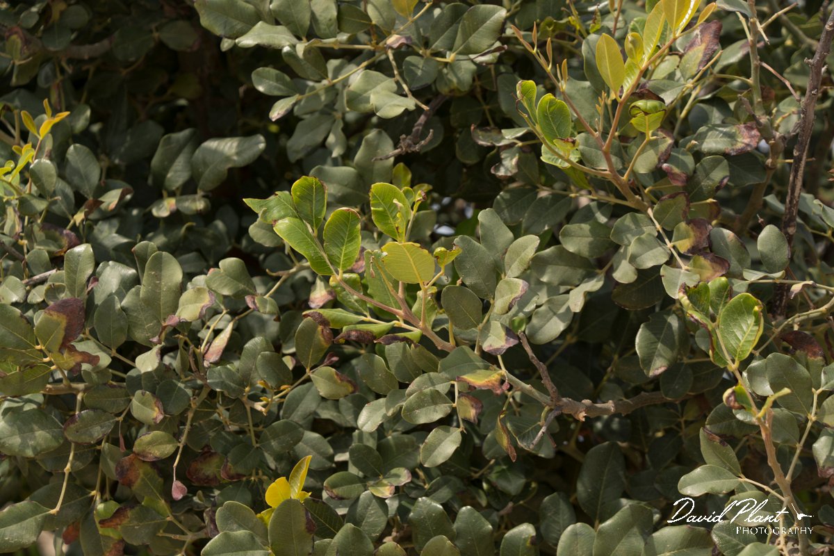 DPPhotography - Cyprus - Ceratonia siliqua - A.jpg - Carob tree, Ceratonia siliqua - Cape Greco