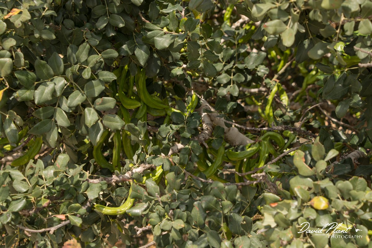 DPPhotography - Cyprus - Ceratonia siliqua - B.jpg