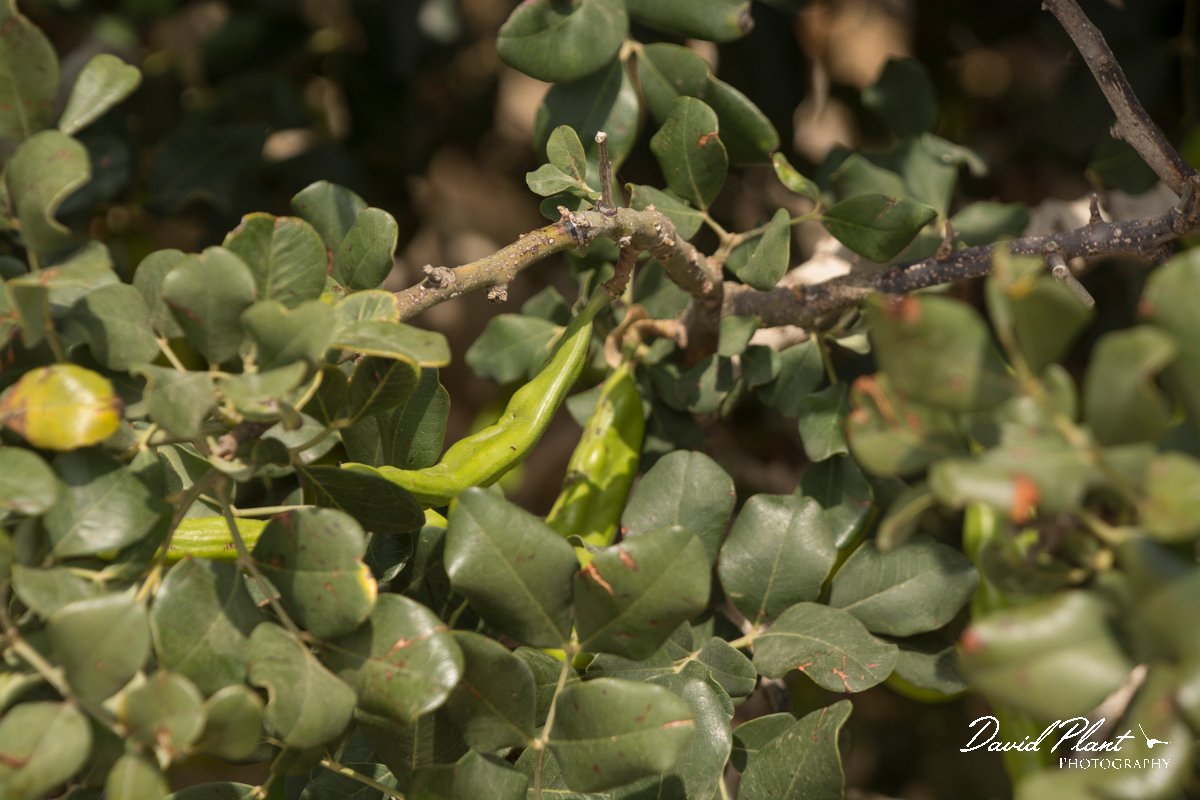 DPPhotography - Cyprus - Ceratonia siliqua - C.jpg - Carob tree, Ceratonia siliqua - Cape Greco