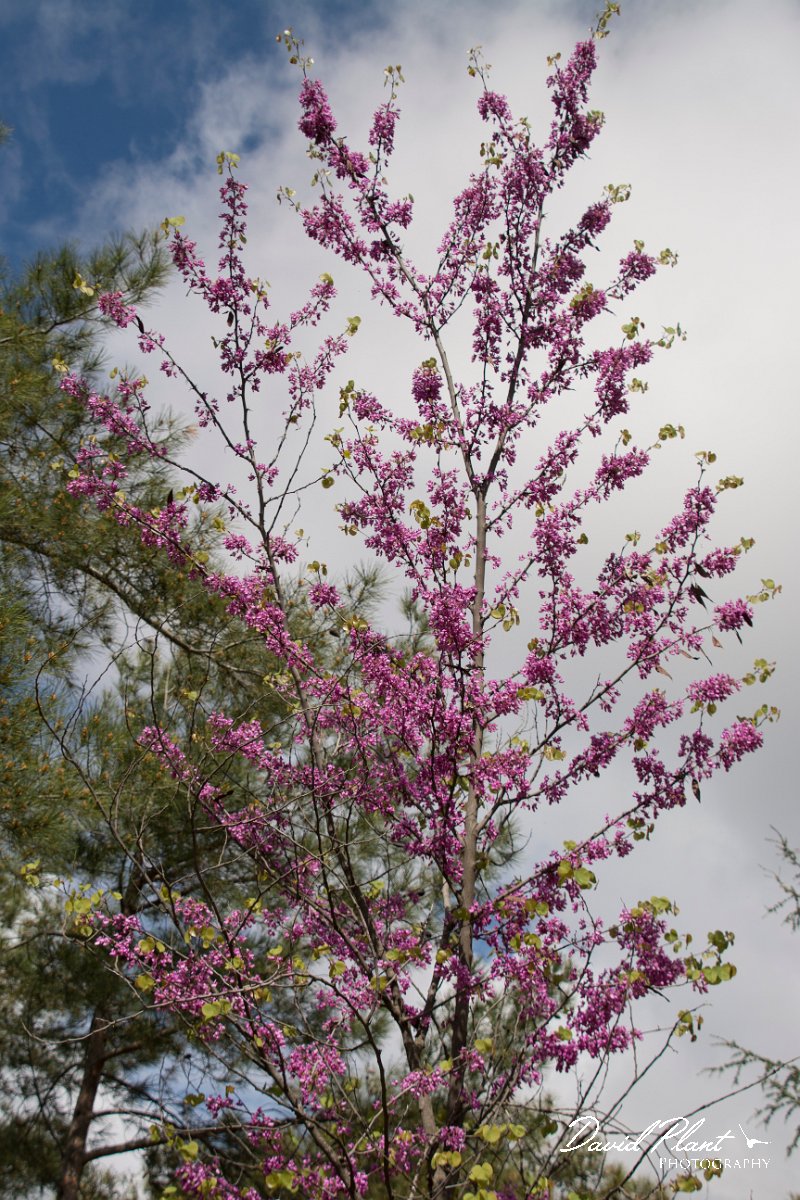 DPPhotography - Cyprus - Cercis siliquastrum - D.jpg - Judas tree, Cercis siliquastrum - Troodos Mountains