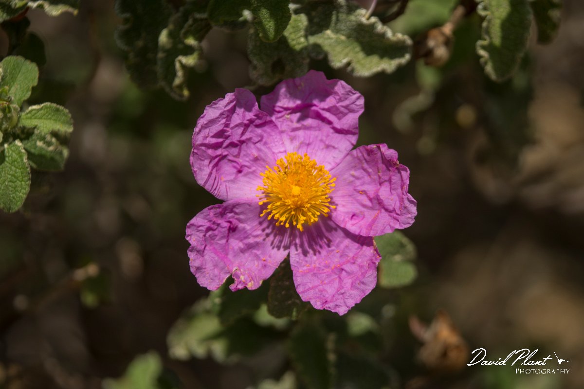 DPPhotography - Cyprus - Cistus creticus - A.jpg - Cistus creticus - Troodos Mountains