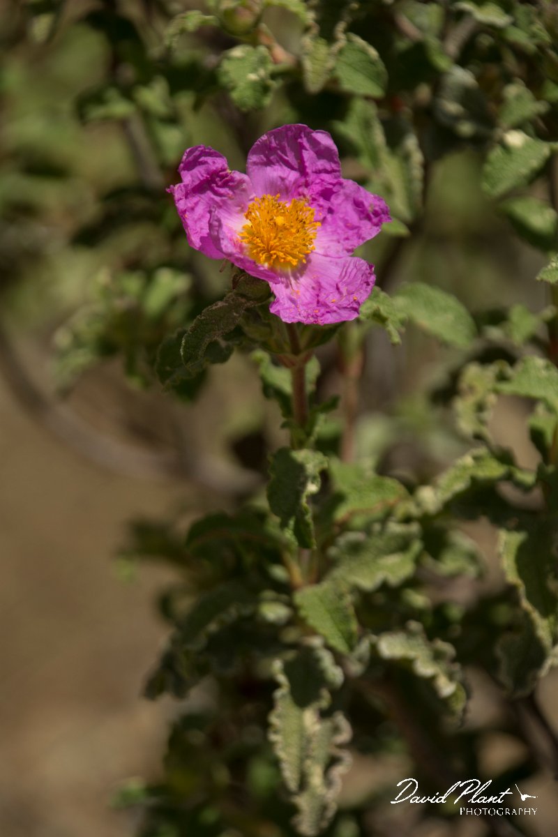 DPPhotography - Cyprus - Cistus creticus - C.jpg - Cistus creticus - Troodos Mountains