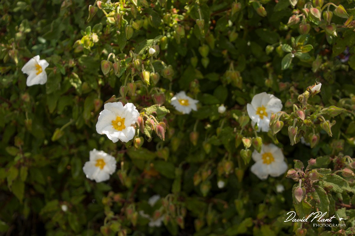 DPPhotography - Cyprus - Cistus salviifolius - A.jpg - Cistus salviifolius - Troodos Mountains