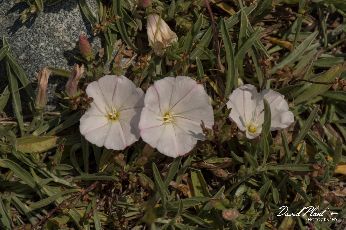 DPPhotography - Cyprus - Convolvulus lineatus - A.jpg - Convolvulus lineatus - Kensington Cliffs