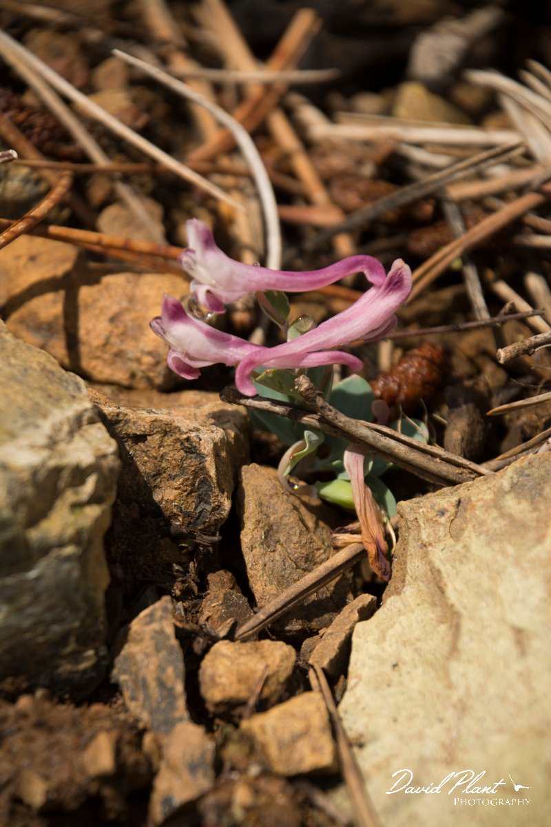 DPPhotography - Cyprus - Cordydalis rutifolia - B.jpg - Corydalis rutifolia - Troodos Mountains