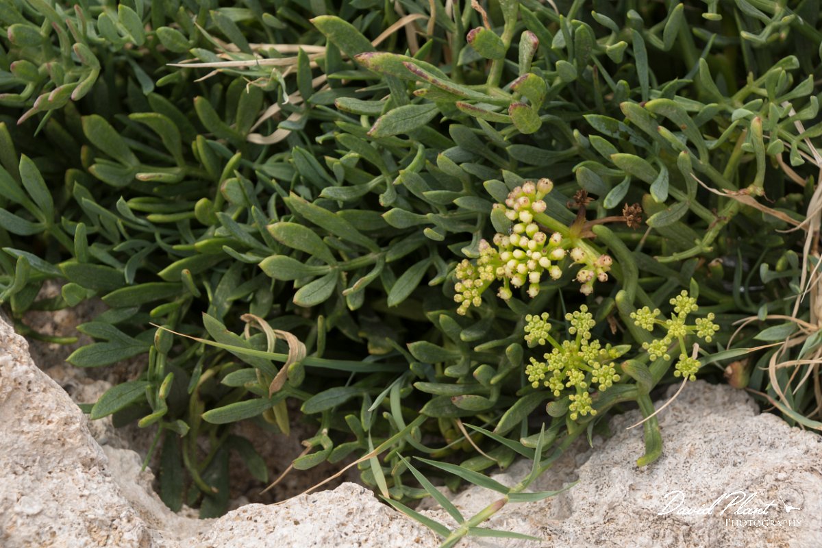 DPPhotography - Cyprus - Crithmum maritimum - A.jpg - Crithmum maritimum - Paphos Head