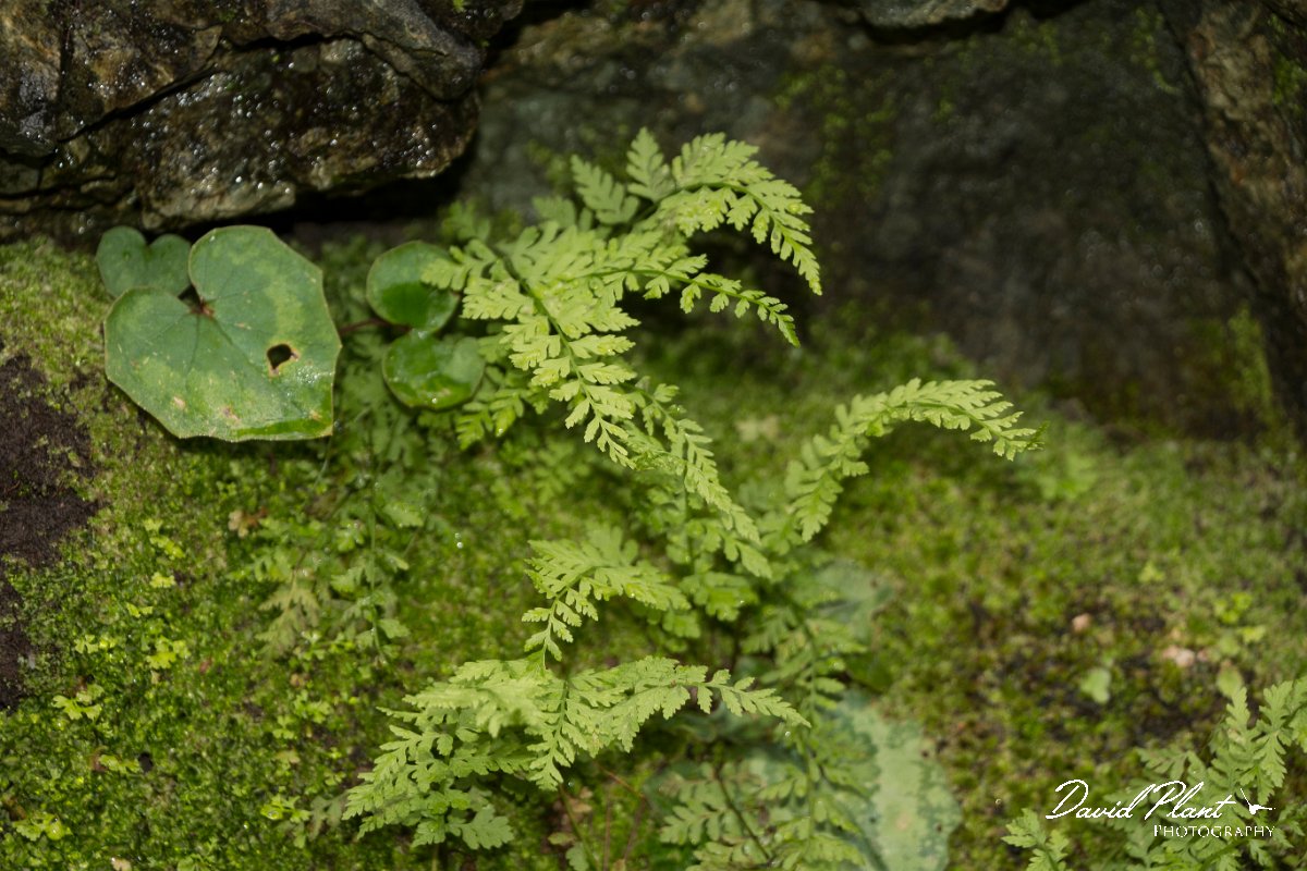 DPPhotography - Cyprus - Cystopteris fragilis - A.jpg - Cystopteris fragilis - Cedar Valley 