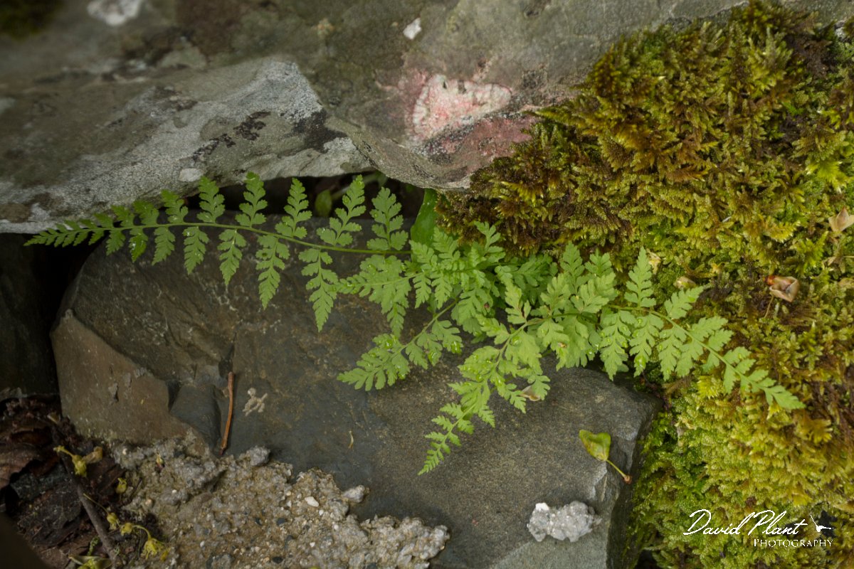 DPPhotography - Cyprus - Cystopteris fragilis - B.jpg - Cystopteris fragilis - Troodos Mountains