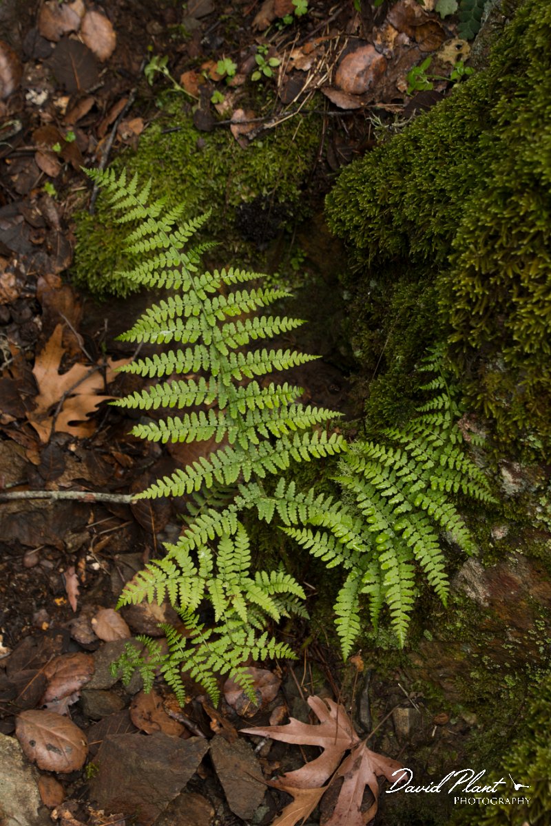 DPPhotography - Cyprus - Dryopteris pallida - A.jpg - Dryopteris pallida - Cedar Valley