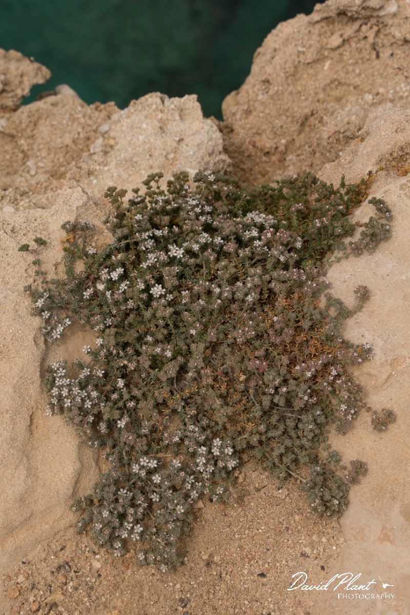 DPPhotography - Cyprus - Frankenia hirsuta - A.jpg - Frankenia hirsuta - Agia Napa sewage works