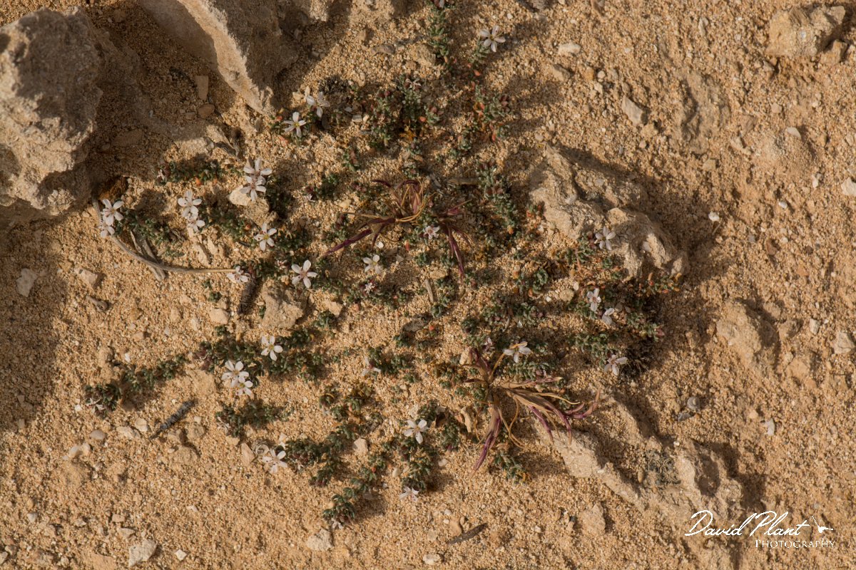 DPPhotography - Cyprus - Frankenia hirsuta - B.jpg - Frankenia hirsuta - Agia Napa sewage works