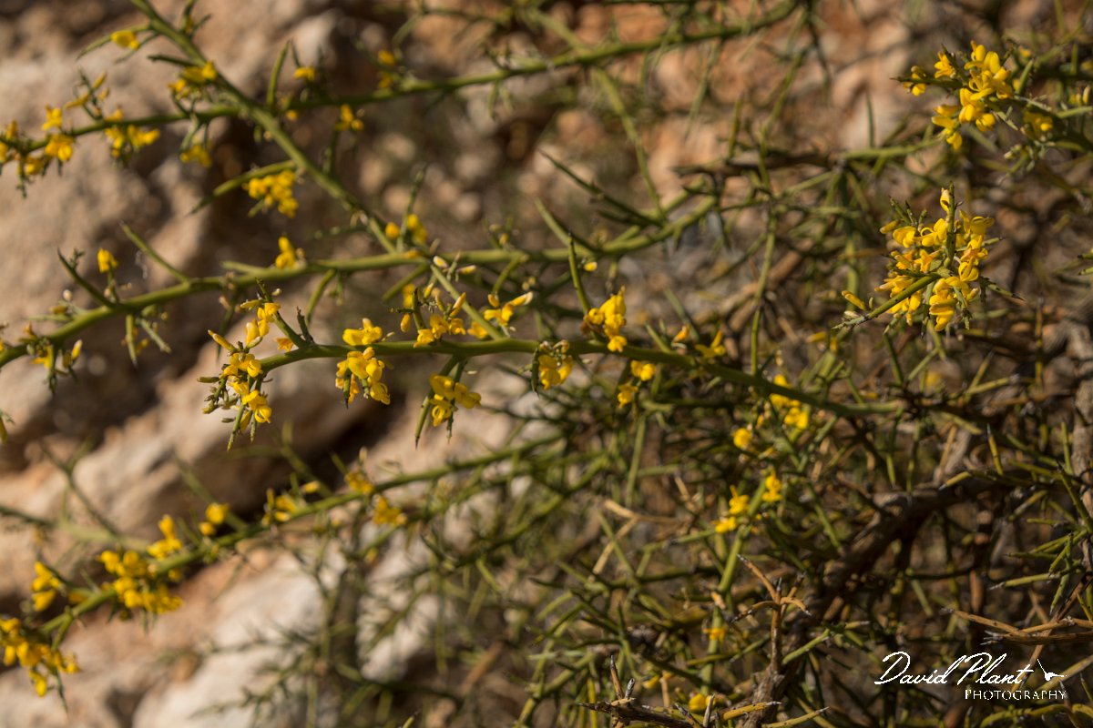 DPPhotography - Cyprus - Genista fasselata - A.jpg - Genista fasselata - Kensington Cliffs