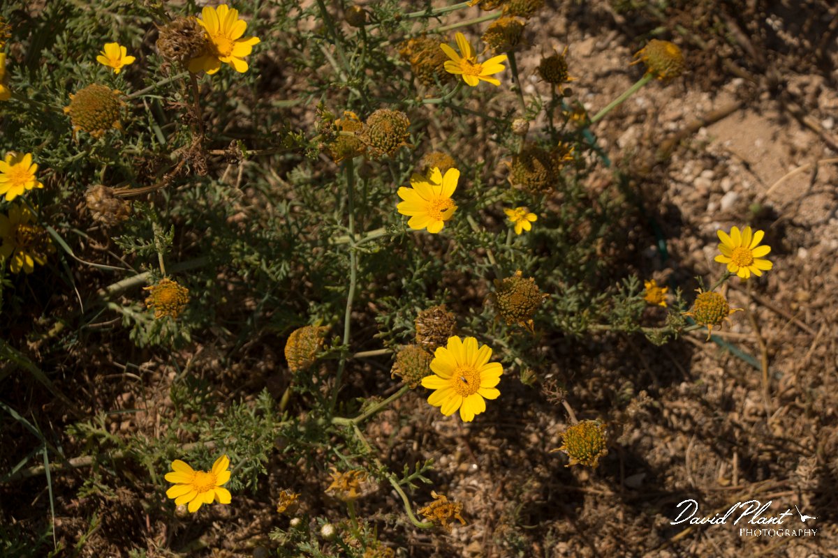 DPPhotography - Cyprus - Glebionis segetum - A.jpg - Glebionis segetum - Paphos head