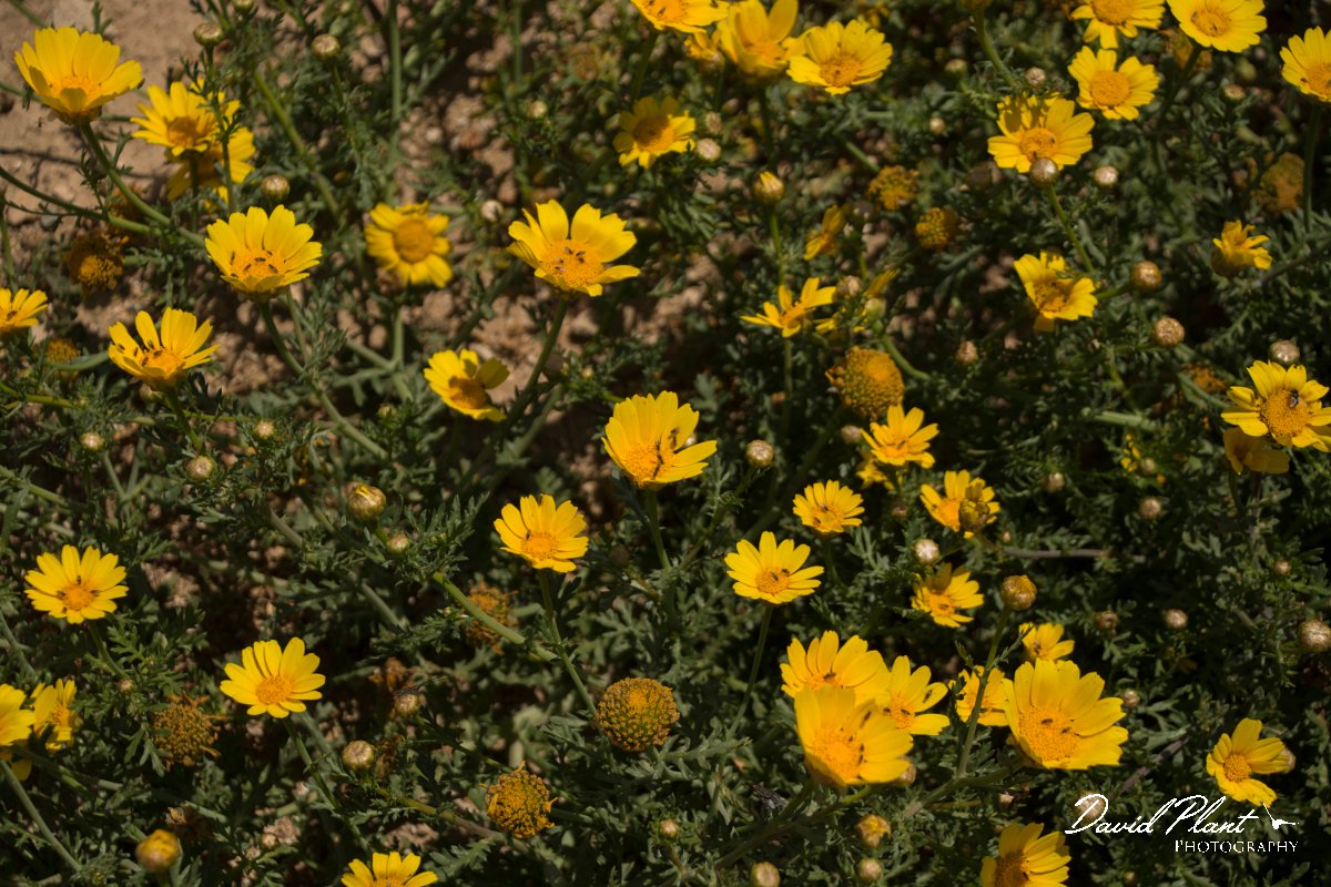 DPPhotography - Cyprus - Glebionis segetum - B.jpg - Glebionis segetum - Paphos head