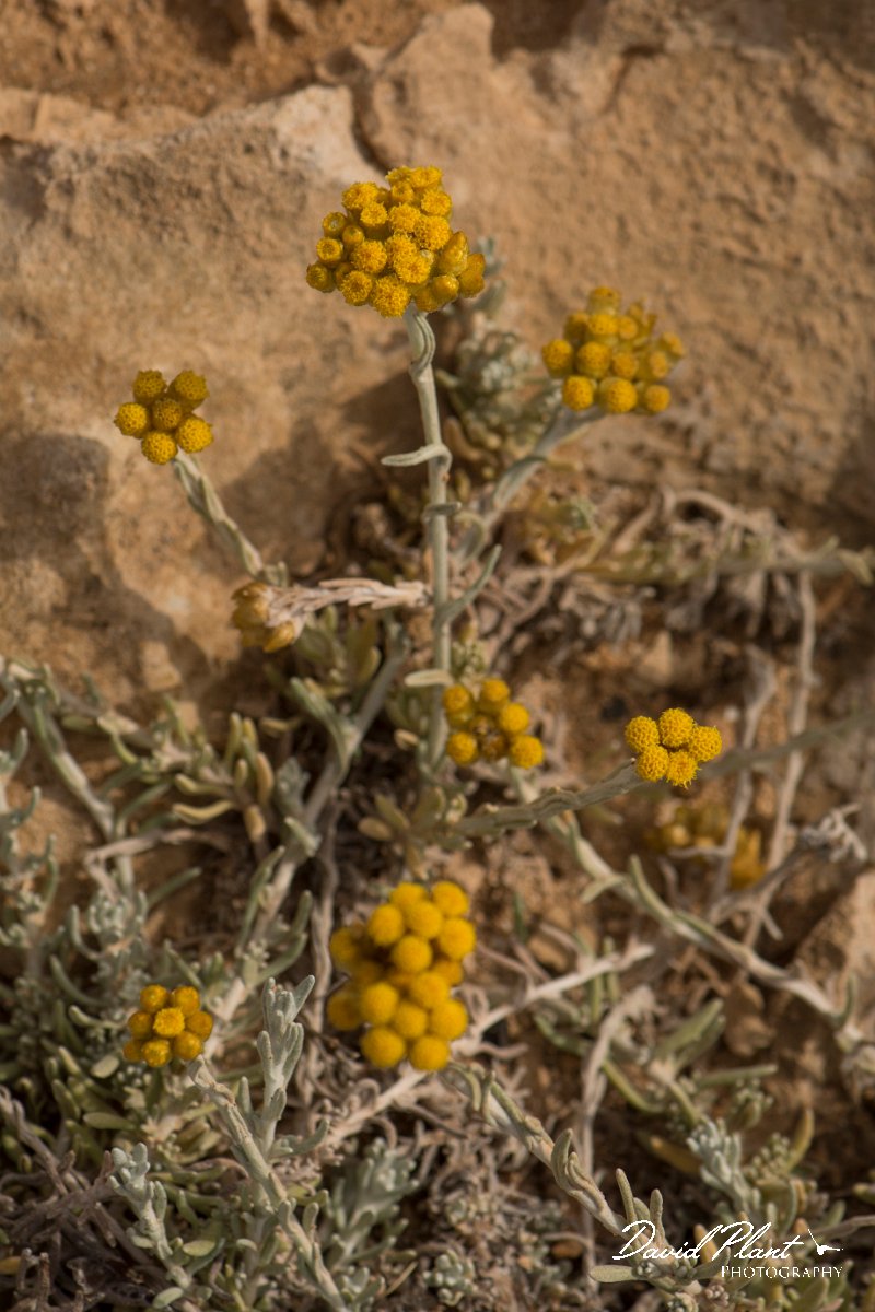 DPPhotography - Cyprus - Helichrysum italicum - A.jpg - Helichrysum italicum - Cape Greco