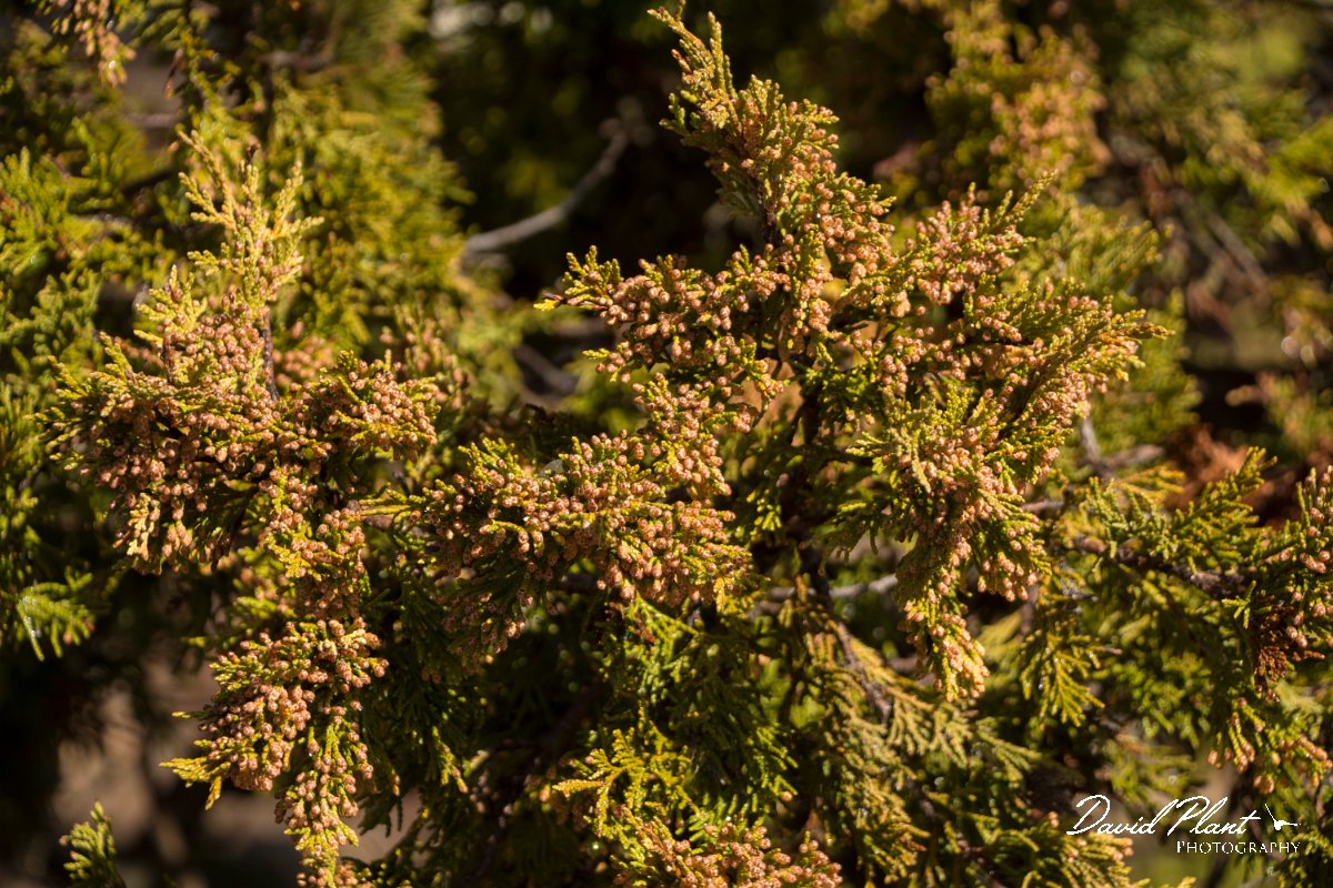 DPPhotography - Cyprus - Juniperus foetidissima - B.jpg - Juniperus foetidissima - Troodos Mountains