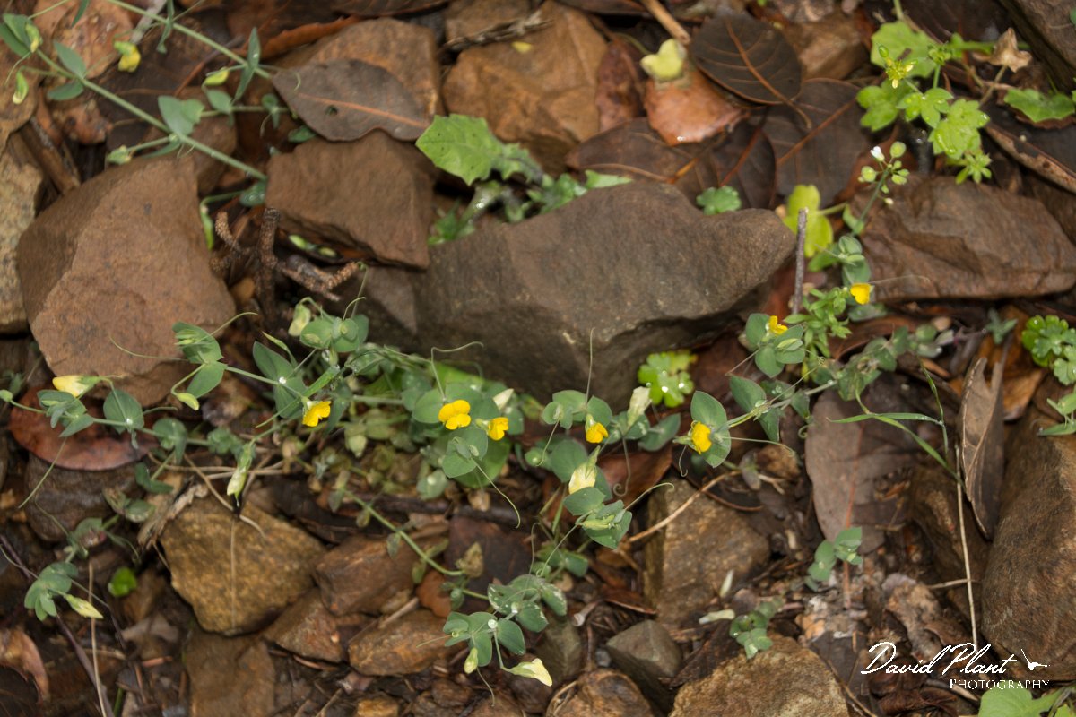 DPPhotography - Cyprus - Lathyrus aphaca - A.jpg
