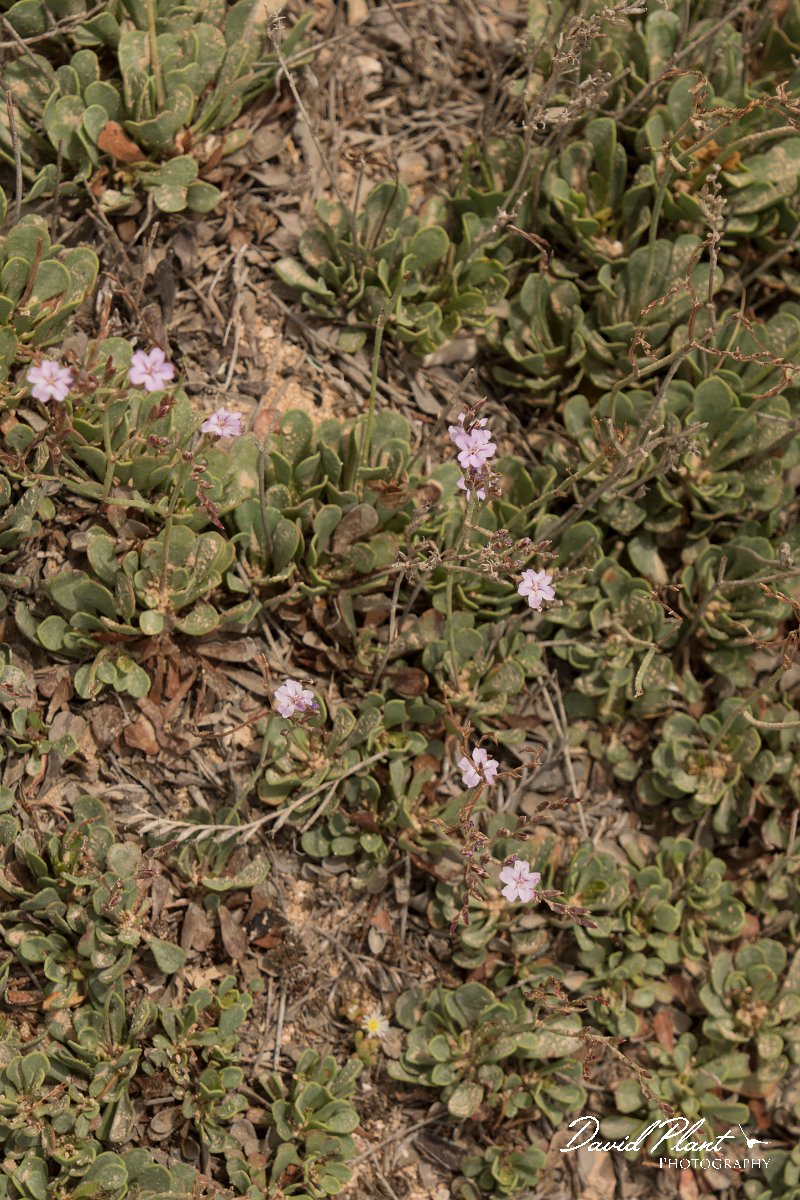 DPPhotography - Cyprus - Limonium virgatum - A.jpg - Limonium virgatum - Cape Greco