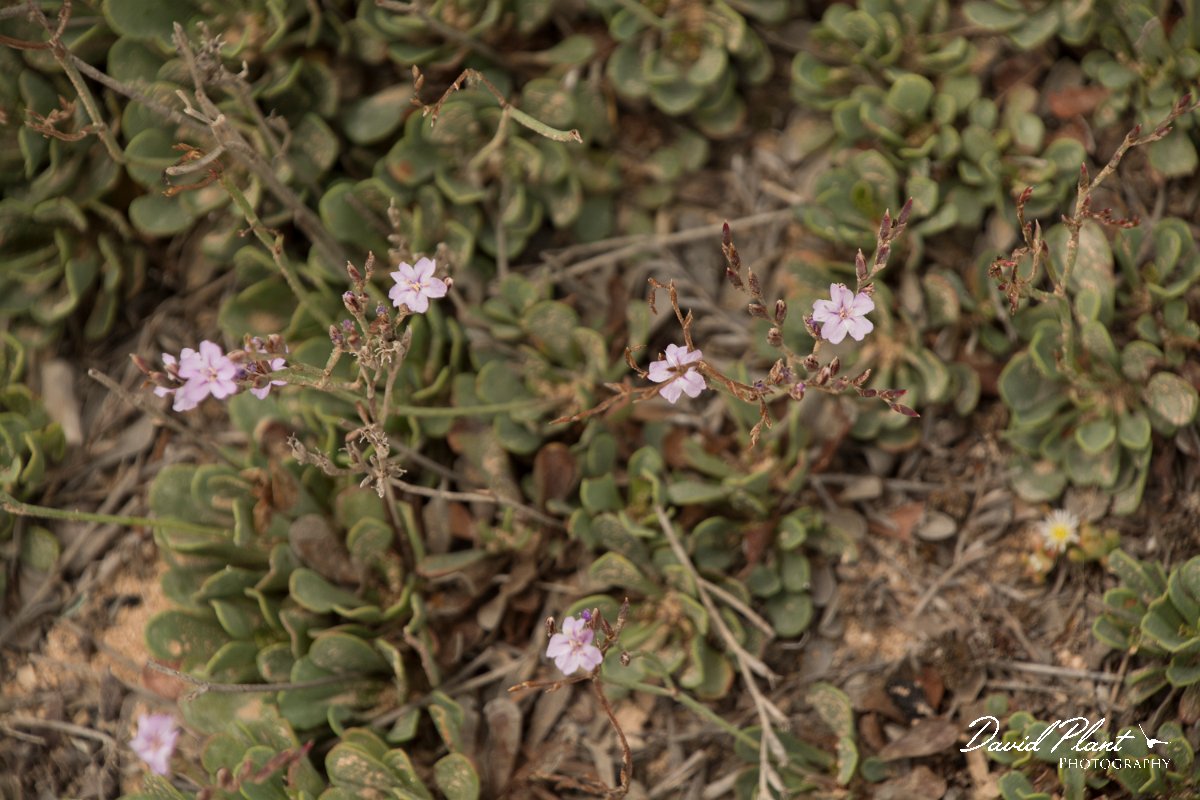 DPPhotography - Cyprus - Limonium virgatum - B.jpg - Limonium virgatum - Cape Greco