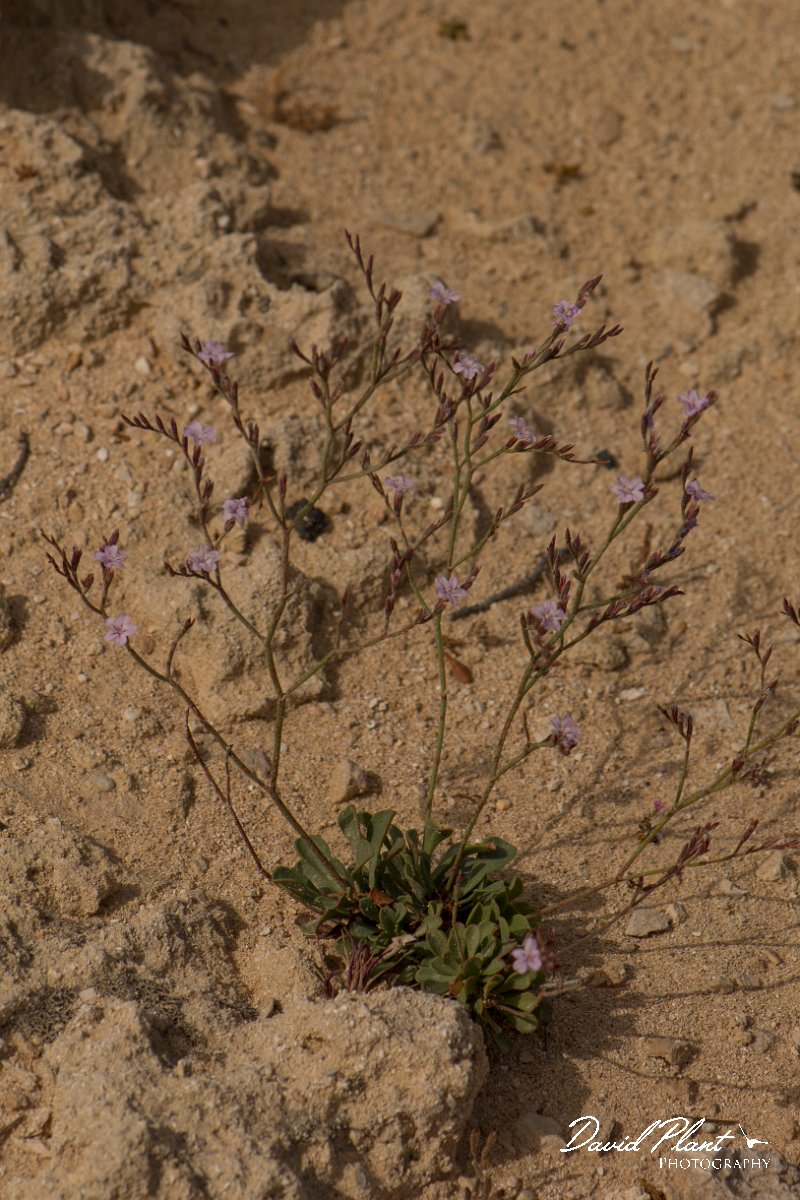 DPPhotography - Cyprus - Limonium virgatum - C.jpg - Limonium virgatum - Cape Greco