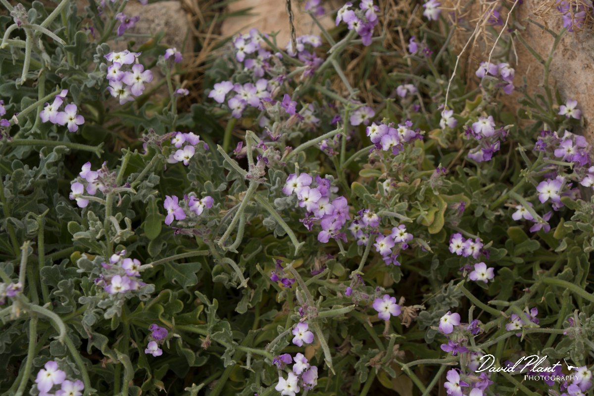 DPPhotography - Cyprus - Matthiola tricuspidata - A.jpg - Matthiola tricuspidata - Paphos Head