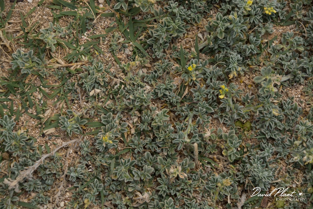 DPPhotography - Cyprus - Medicago marina - B.jpg - Medicago marina - Paphos Head