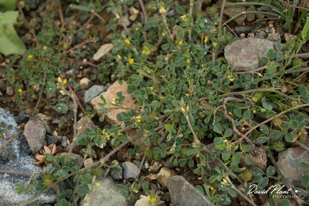 DPPhotography - Cyprus - Medicago minima - A.jpg - Medicago minima - Troodos Mountains