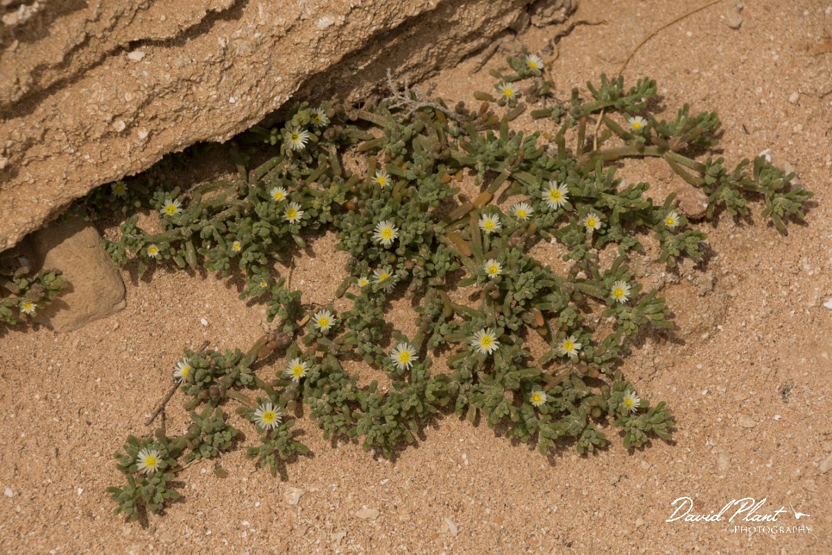 DPPhotography - Cyprus - Mesembryanthemum nodiflorum - A.jpg - Mesembryanthemum nodiflorum - Cape Greco