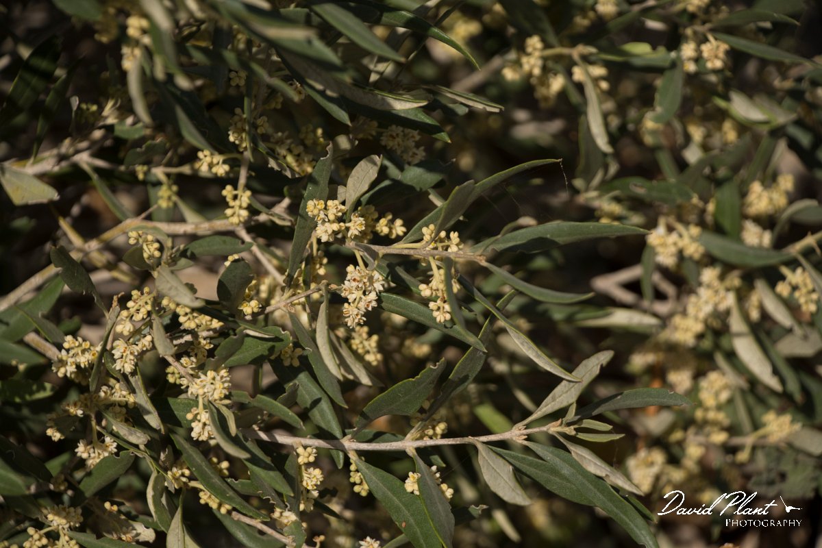 DPPhotography - Cyprus - Olive - A.jpg - Olive - Agia Napa Sewage Works