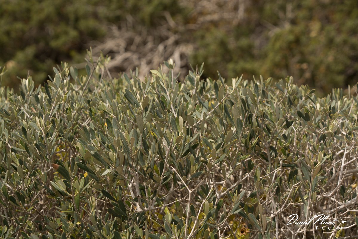 DPPhotography - Cyprus - Olive - C.jpg - Olive - Cape Greco