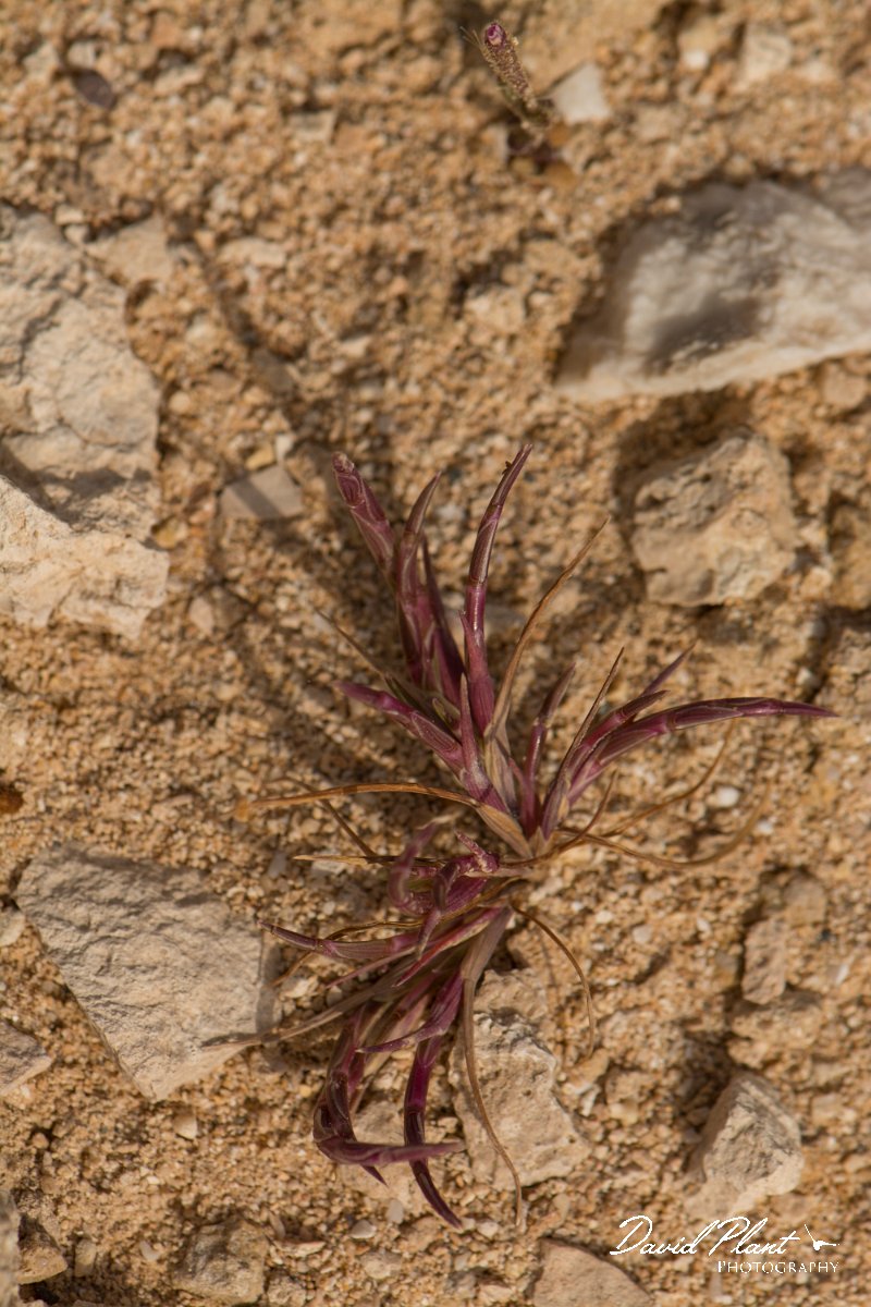 DPPhotography - Cyprus - Parapholis marginata - A.jpg - Parapholis marginata - Cape Greco