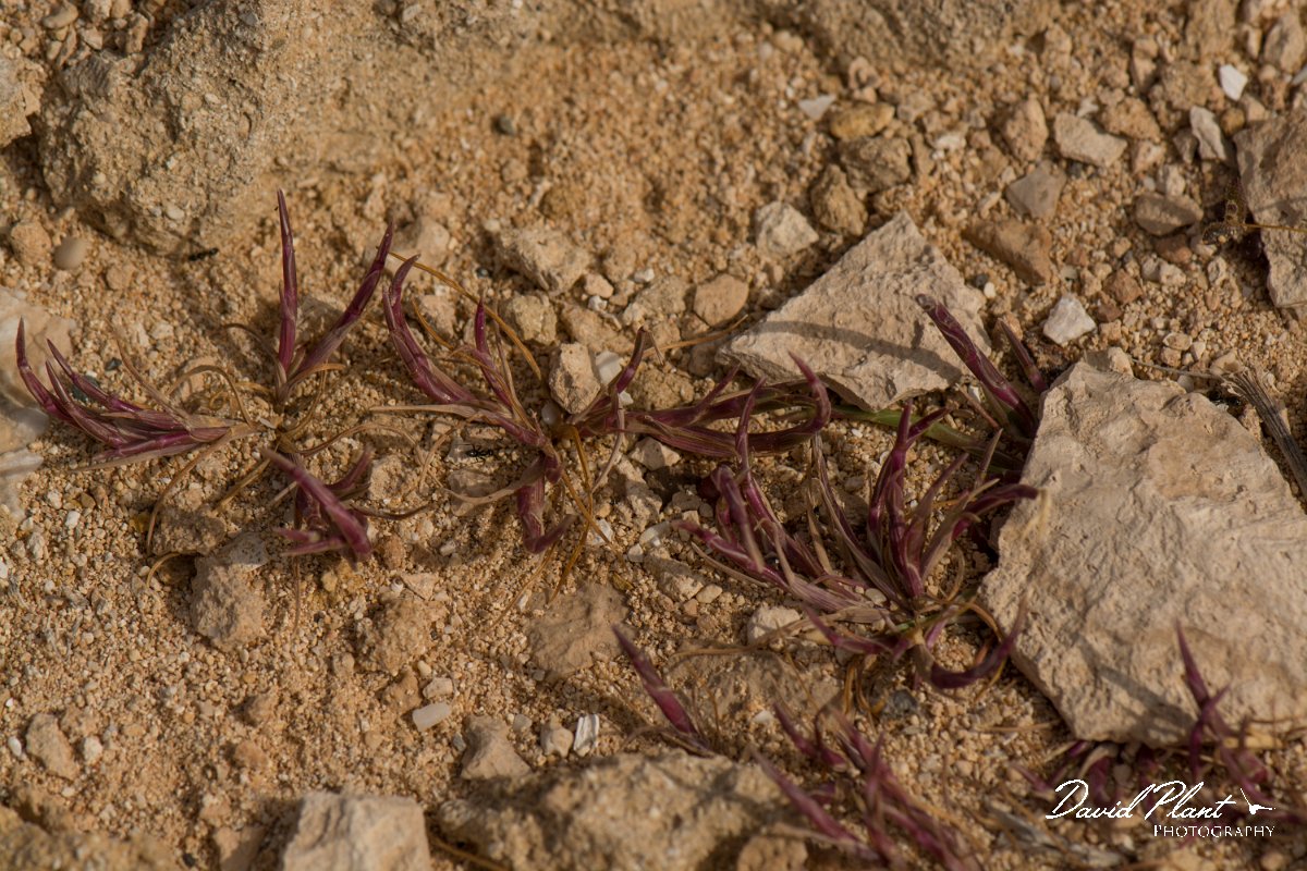 DPPhotography - Cyprus - Parapholis marginata - B.jpg - Parapholis marginata - Cape Greco