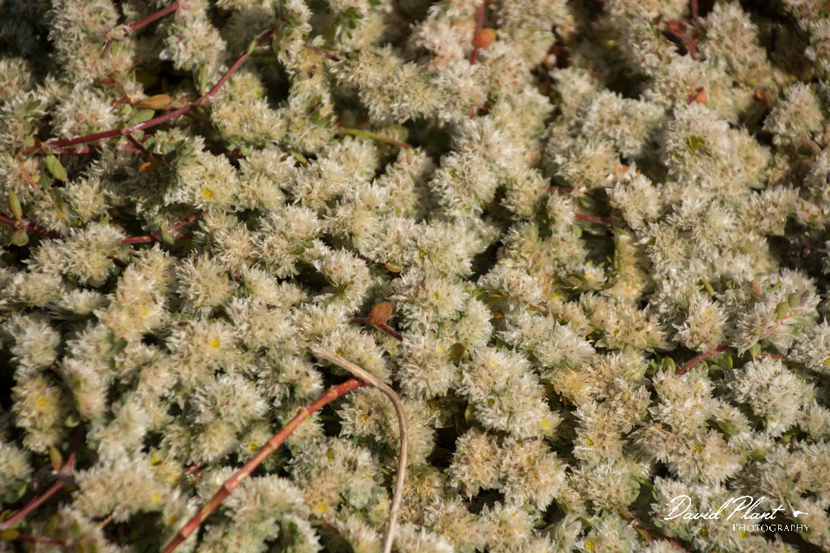 DPPhotography - Cyprus - Paronychia argentea - A.jpg - Paronychia argentea - Paphos Head