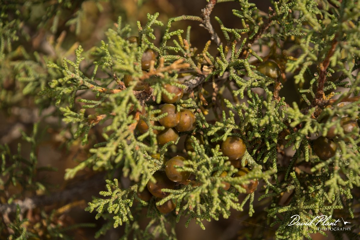 DPPhotography - Cyprus - Phoenician juniper - A.jpg - Phoenician juniper - Cape Greco