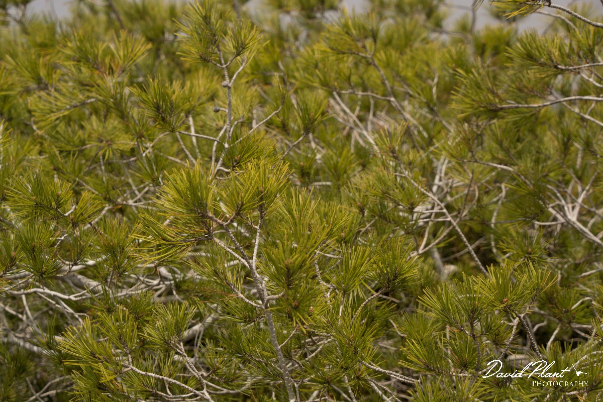 DPPhotography - Cyprus - Pinus halepensis - C.jpg - Aleppo pine, Pinus halepensis - Cape Greco