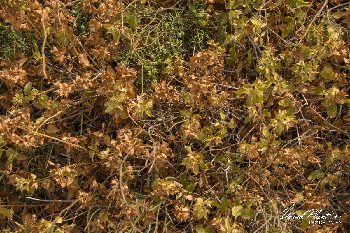 DPPhotography - Cyprus - Prasium majus - A.jpg - Great hedge nettle, Prasium majus - Cape Greco