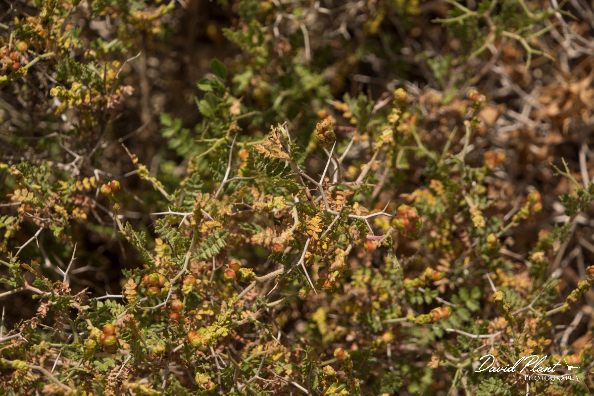 DPPhotography - Cyprus - Sarcopoterium spinosum - A.jpg - Sarcopoterium spinosum - Agia Napa sewage works