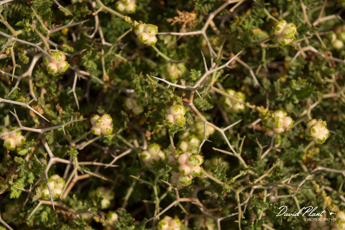 DPPhotography - Cyprus - Sarcopoterium spinosum - B.jpg - Sarcopoterium spinosum - Cape Greco
