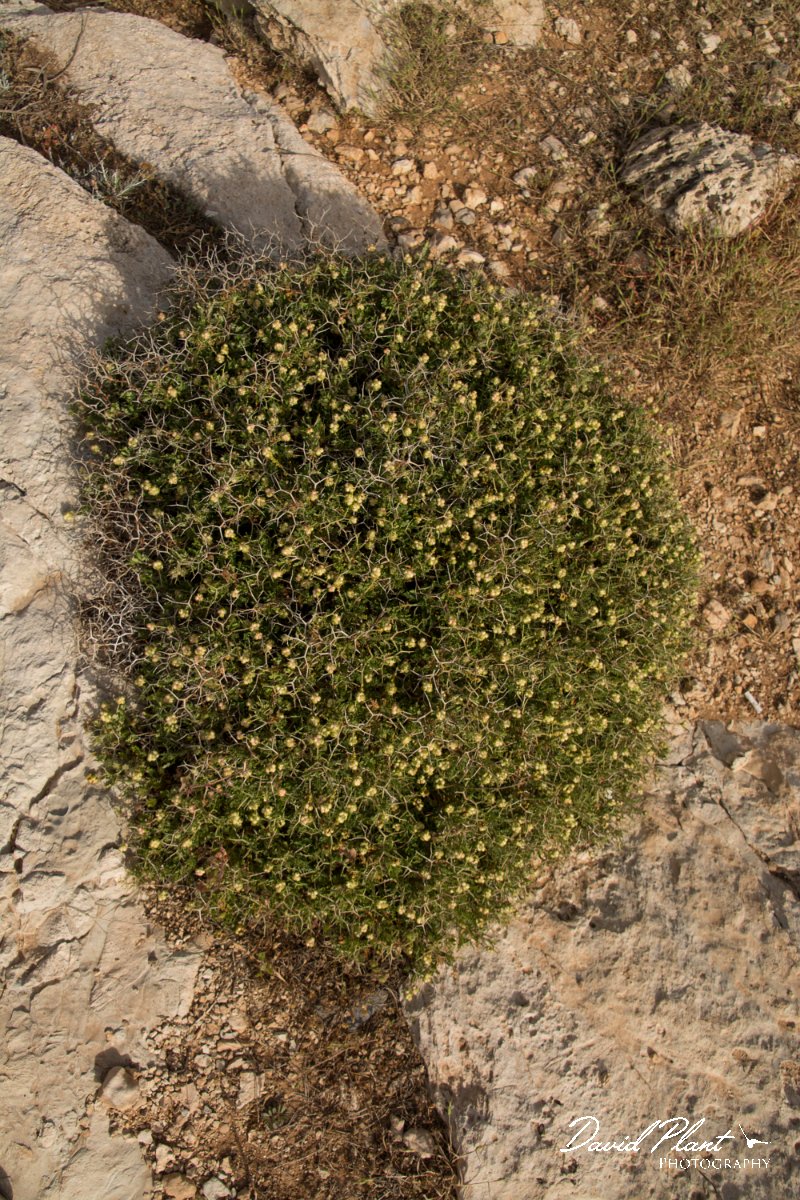 DPPhotography - Cyprus - Sarcopoterium spinosum - C.jpg - Sarcopoterium spinosum - Cape Greco