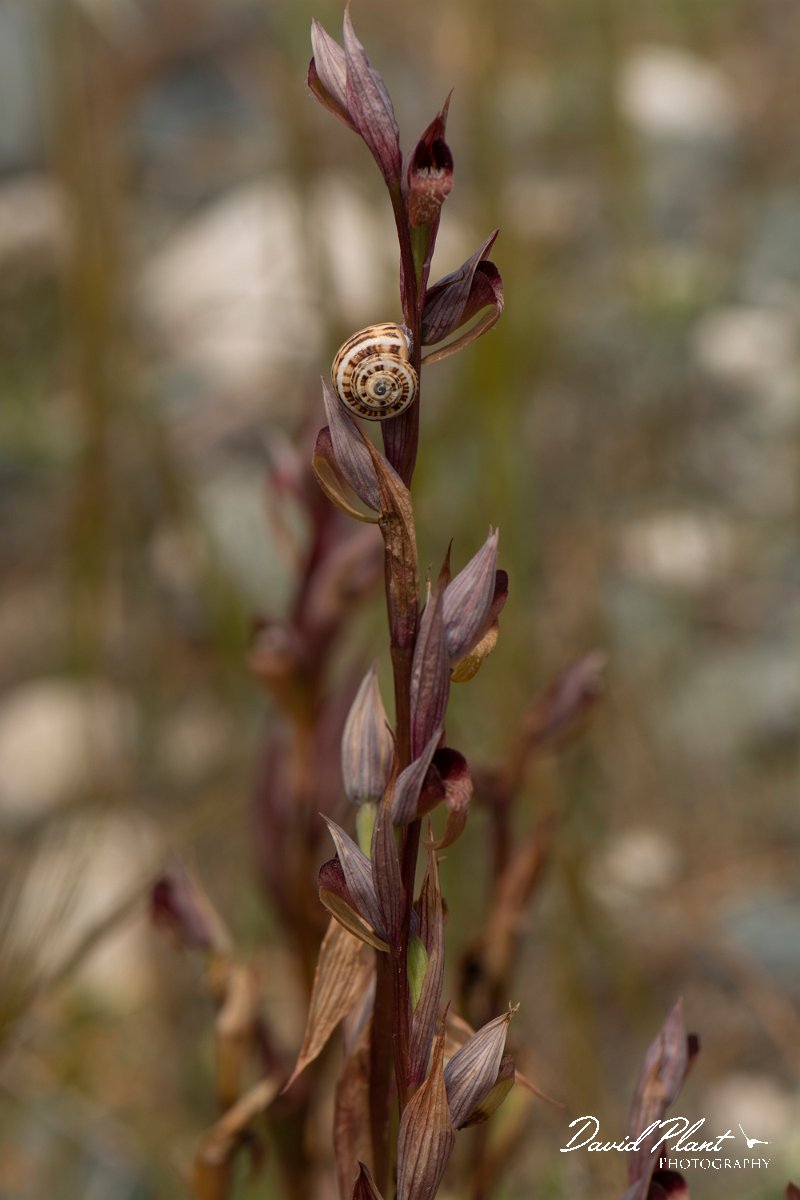 DPPhotography - Cyprus - Serapias bergonii - A.jpg - Serapias bergonii - Kensington Cliffs