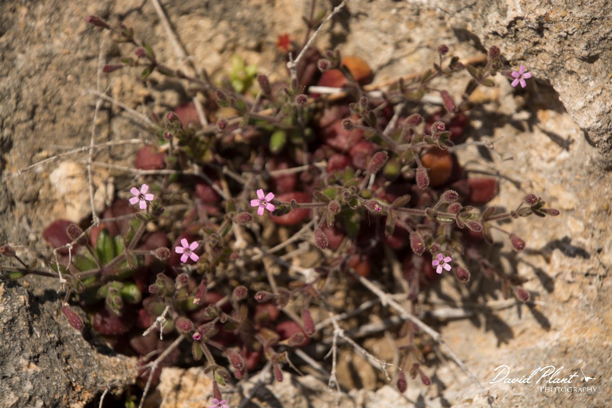 DPPhotography - Cyprus - Silene sedoides - C.jpg - Silene sedoides - Cape Greco