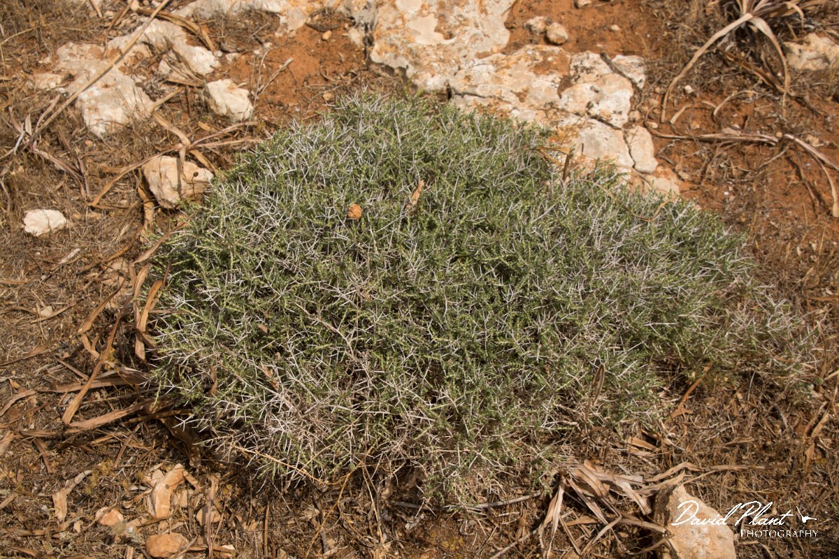 DPPhotography - Cyprus - Thymus capitatus - C.jpg - Wild thyme, Thymus capitatus - Cape Greco