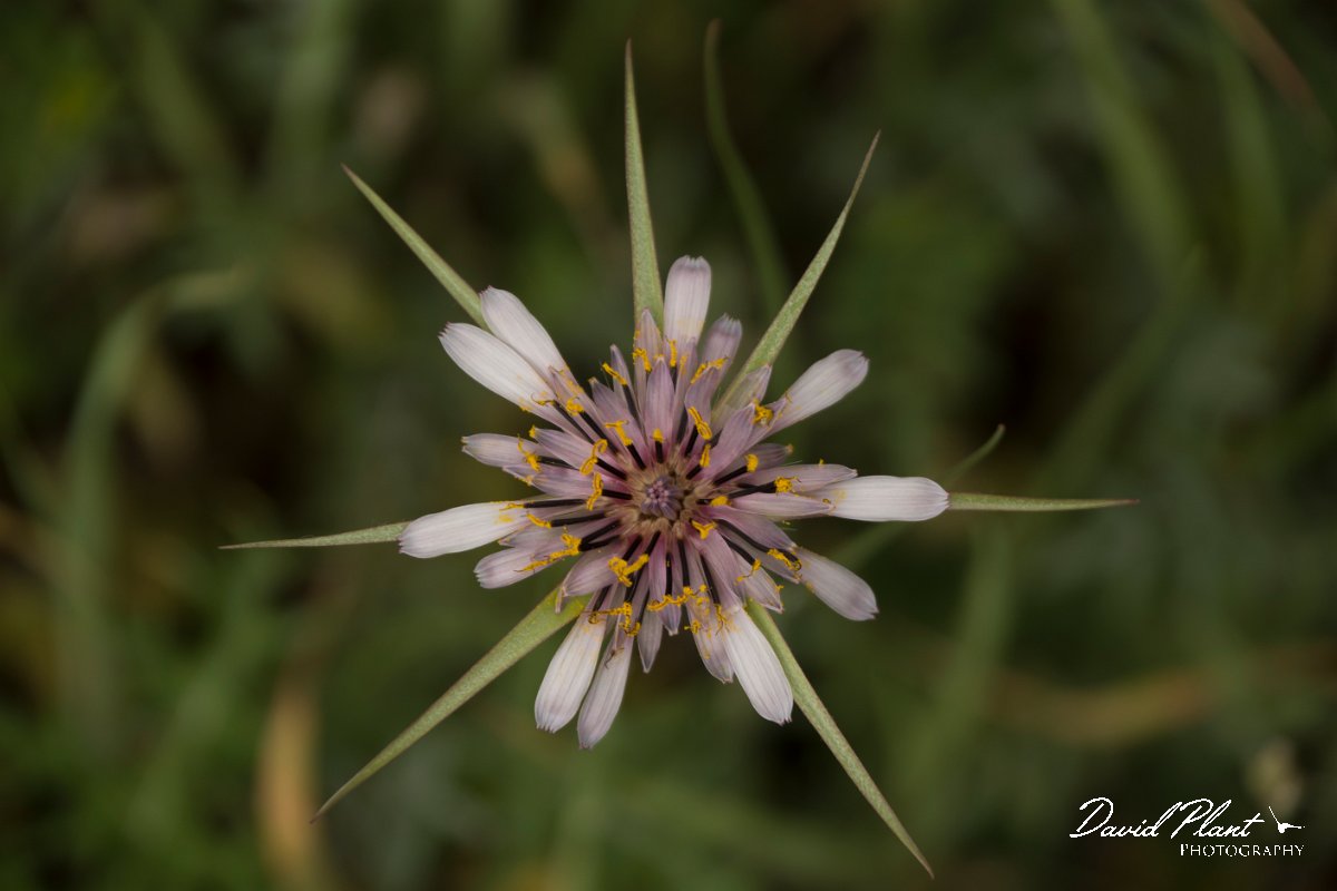 DPPhotography - Cyprus - Tragopogon porrifolius longirostris - B.jpg - Tragopogon porrifolius longirostris - Troodos Mountains