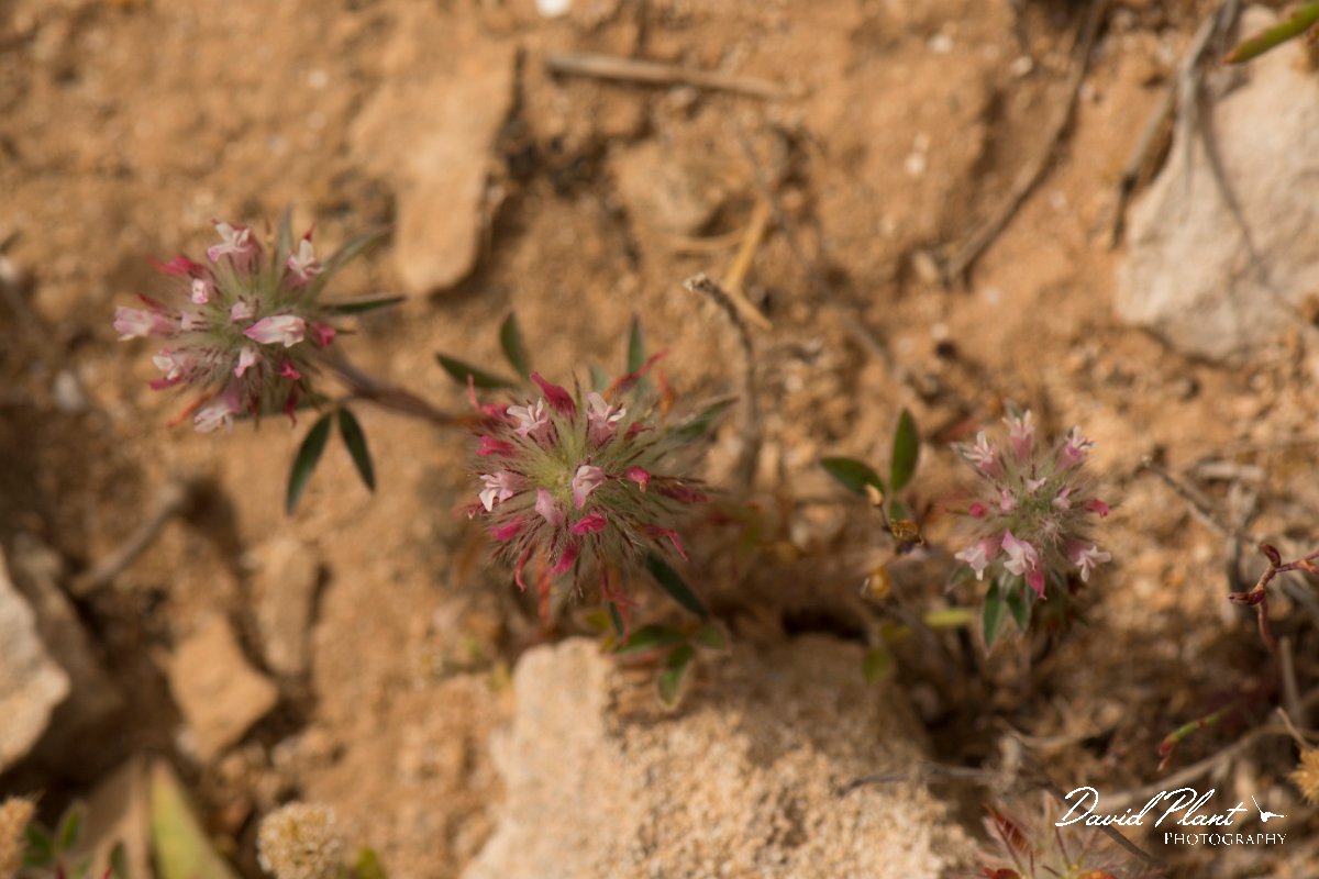 DPPhotography - Cyprus - Trifolium angustifolium - A.jpg - Trifolium angustifolium - Cape Greco